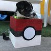 pepethepup20