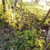 ronado091620