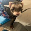 the_ferret_frankie