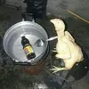 deoliveira_07