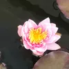 konpedro