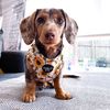missvioletthesausagedog