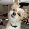 mushu_pie