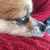 bentley_the_chihuahua_