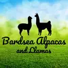 Bardsea Alpacas and Llamas