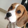 beagle_barney