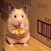bob_meowmeow