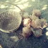 monta_senkhum