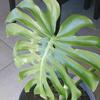 monstera_deliciosa4