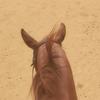 equestrian_desert_luane