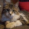 nawel_el_gato