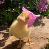 noneupset