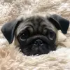 agripinopug