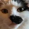 fatbazz0