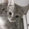 1kotee4ka_tiktok