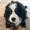 dogwalkerkpt