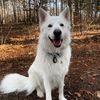 BudtheGSD