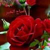 jawad_saifo