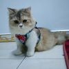 melldan_abgcat