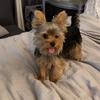 valetheyorkie