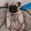 pugsnotdrugs87
