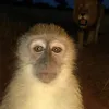 kelvesantos001