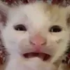 xttih_isa_
