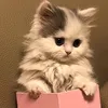 fafaa...0