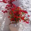 imadnahas6