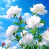 user33408218541621