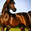 laithlaith256