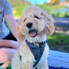 cottonthecavoodle