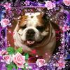bulldogparent