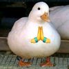 timitamaa