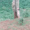thuantocviet99