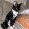 cruthecat