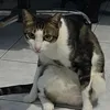 pegi_sta