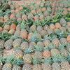 delightfulfruithub1
