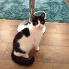 rosiethecat90