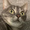 marleycat7