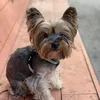 tabeila