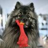 caseythekeeshond