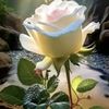 faten411