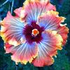 krissy3865
