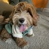 milothecavapoo10