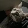 jeweetwieditiss