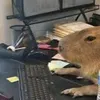 jubiscaedits