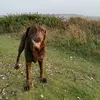 myjellycataccount