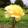 ra_yan1380