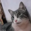 gatinha_luisa_